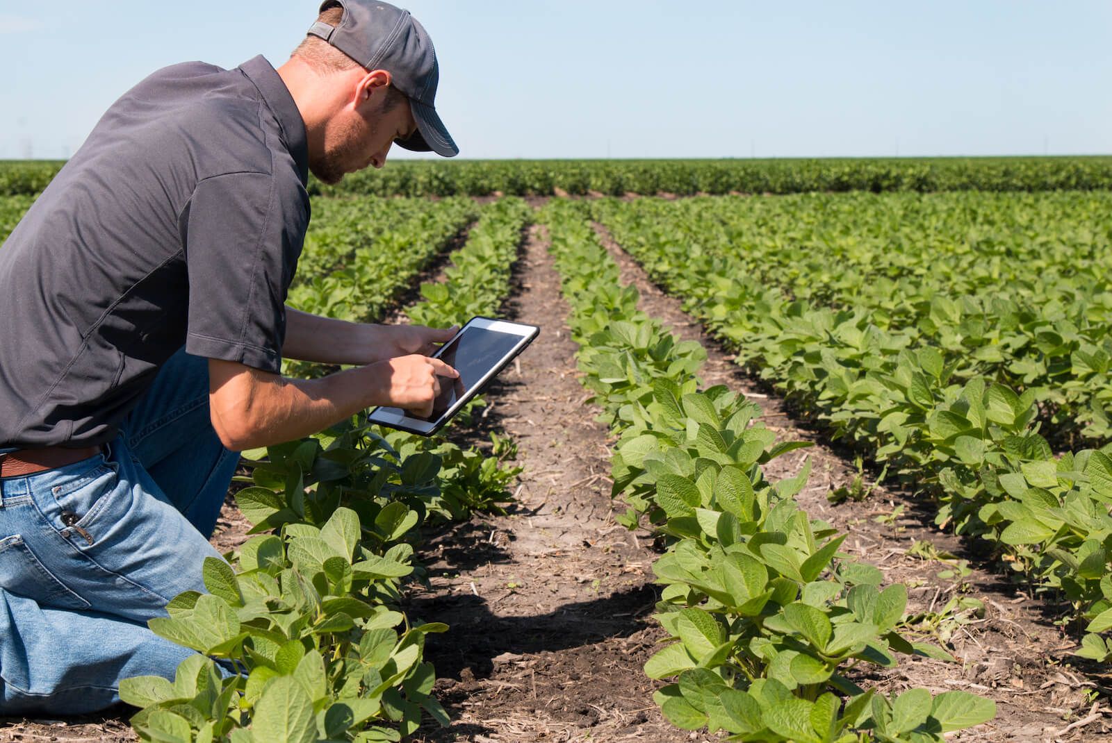 An agronomist kneeling in a field using a tablet.