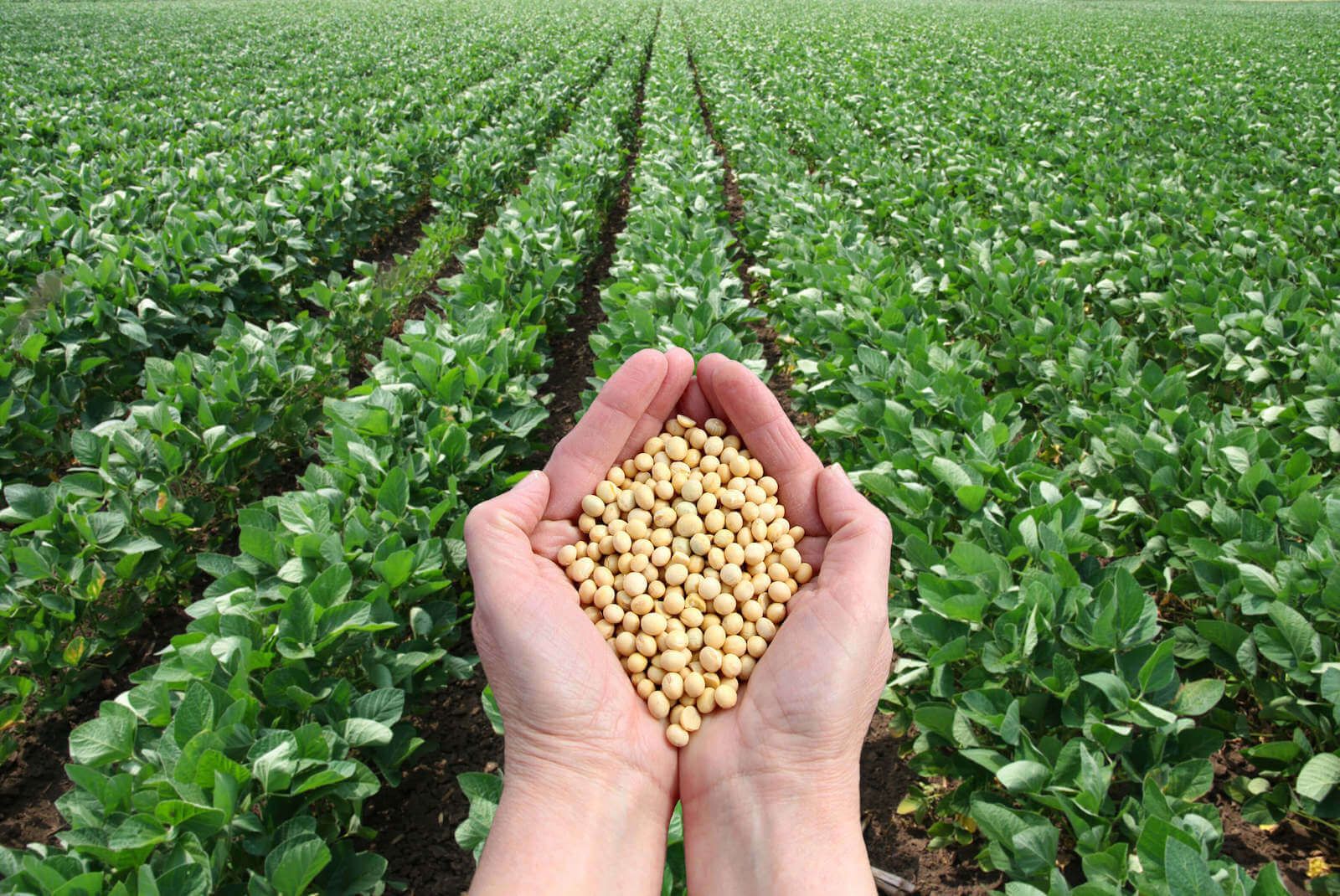 Image of hands holding seed in front of a nicely planted field with full rows of beans